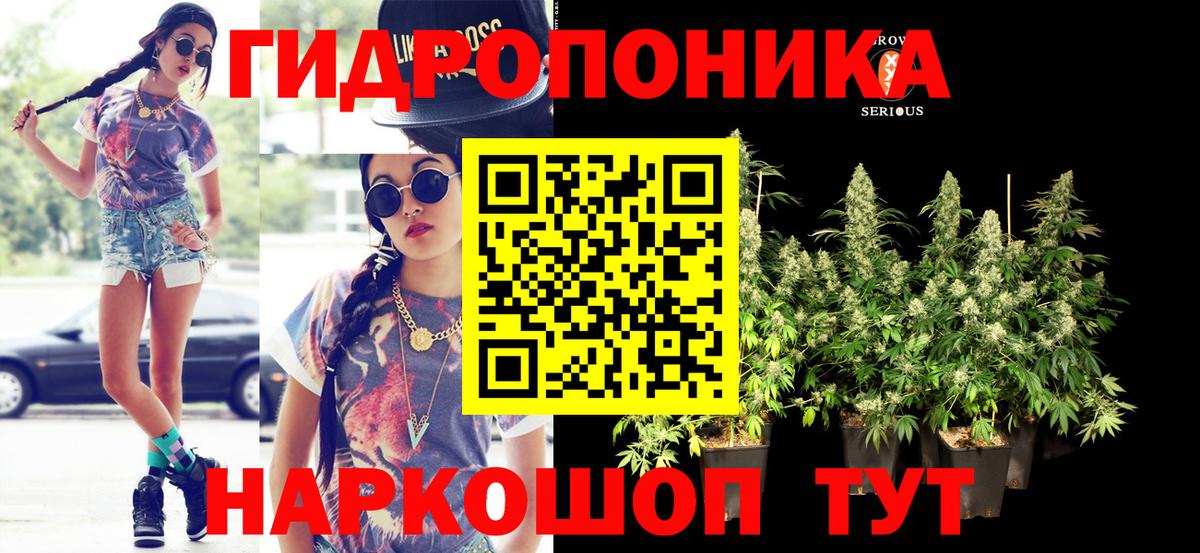 Бошки Шишки план Сальск
